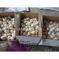 Bawang putih putih murni bermutu tinggi untuk dijual
